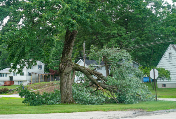 Tree Service Company in Buckingham, FL